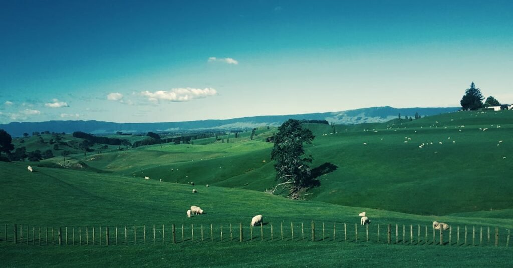Idyllic landscape with sheep grazing in the lush green hills of Waikato under a blue sky.